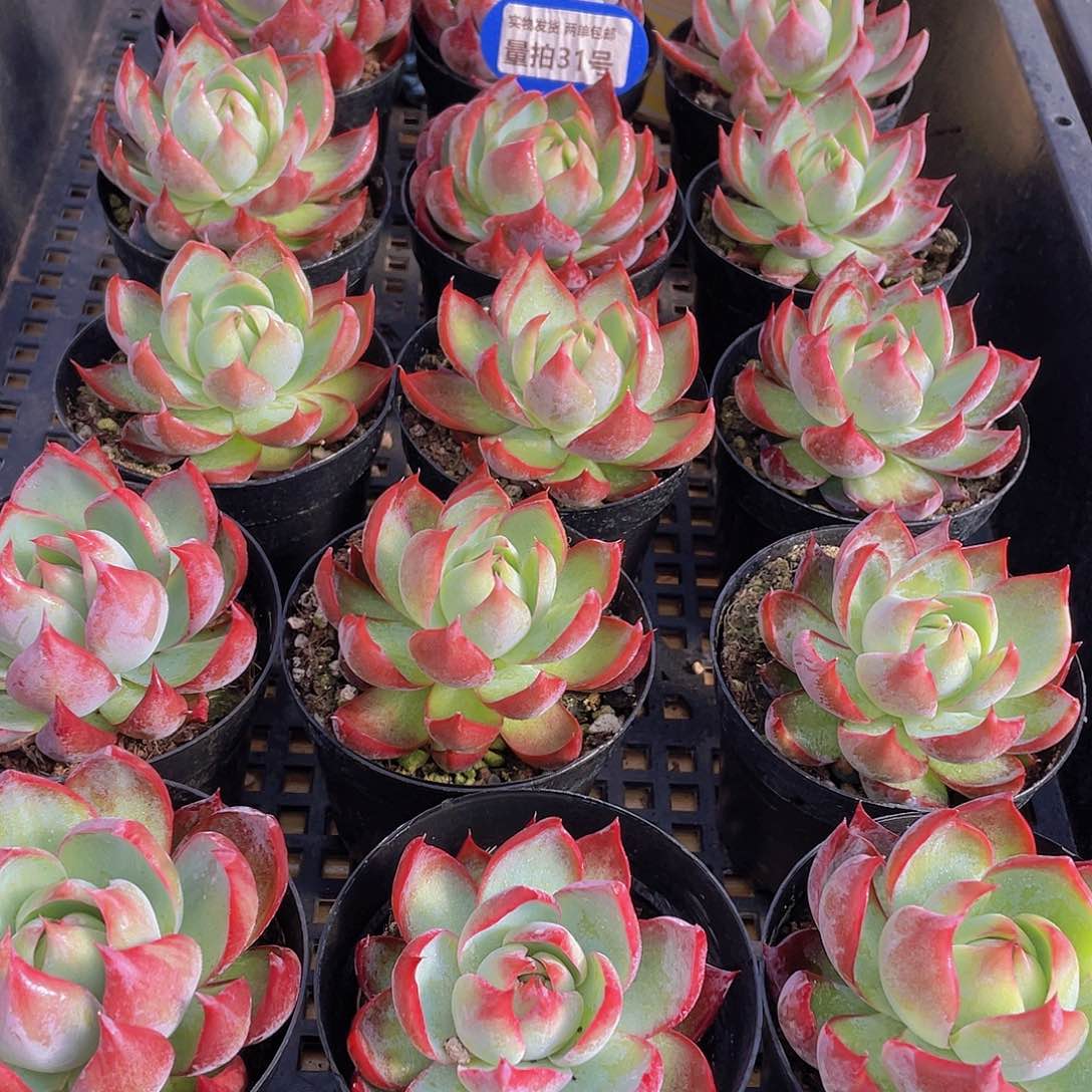 量拍31号 惊鸿仙子单头一个