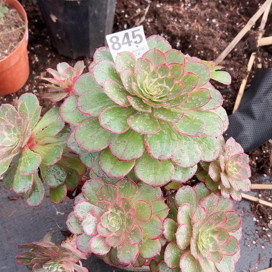 莲花座845多肉植物多肉植物