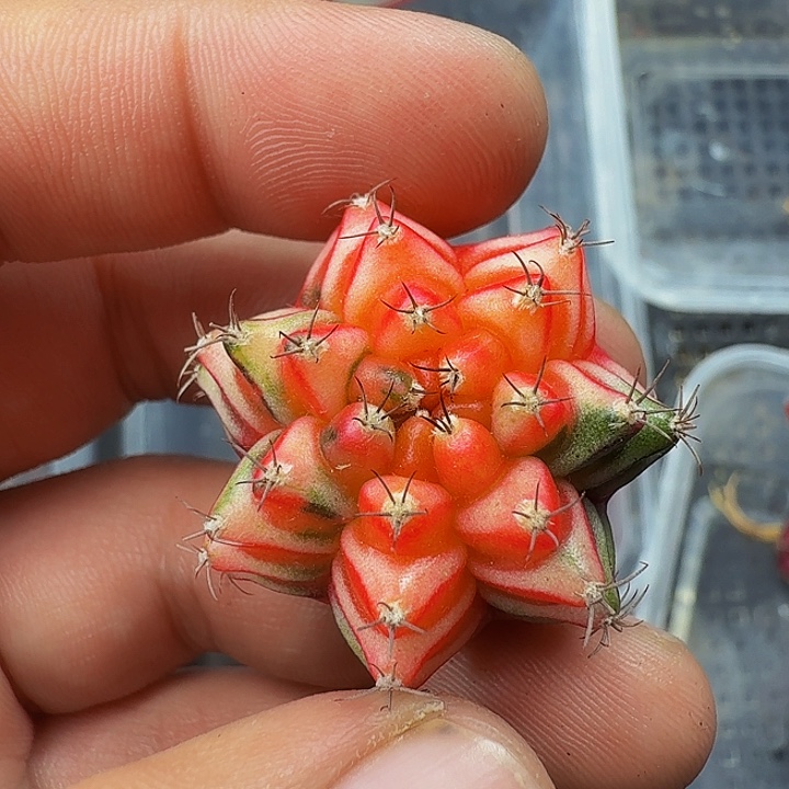 当前无花朵，栽培后可花朵