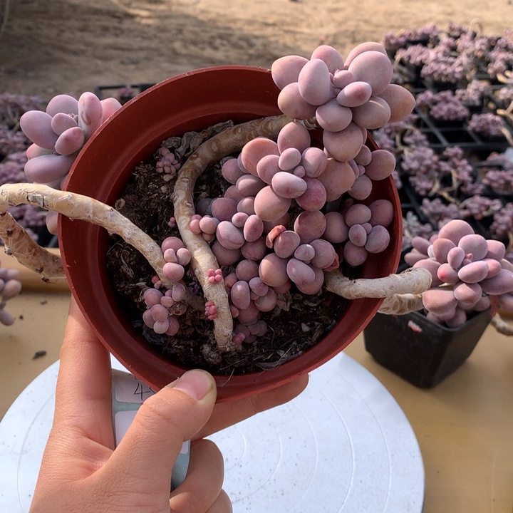 桃蛋老桩不带盆37号