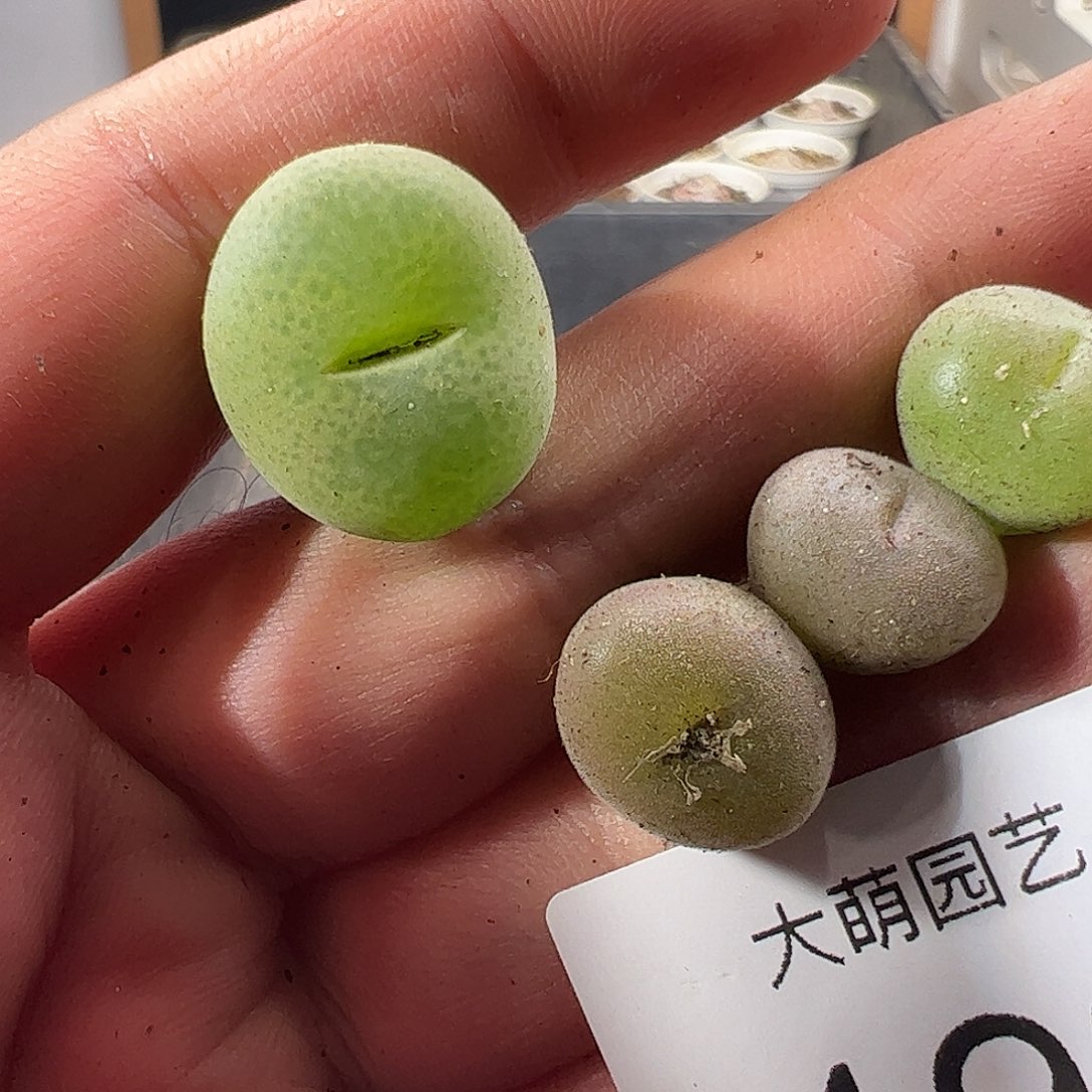 一物一拍。      192