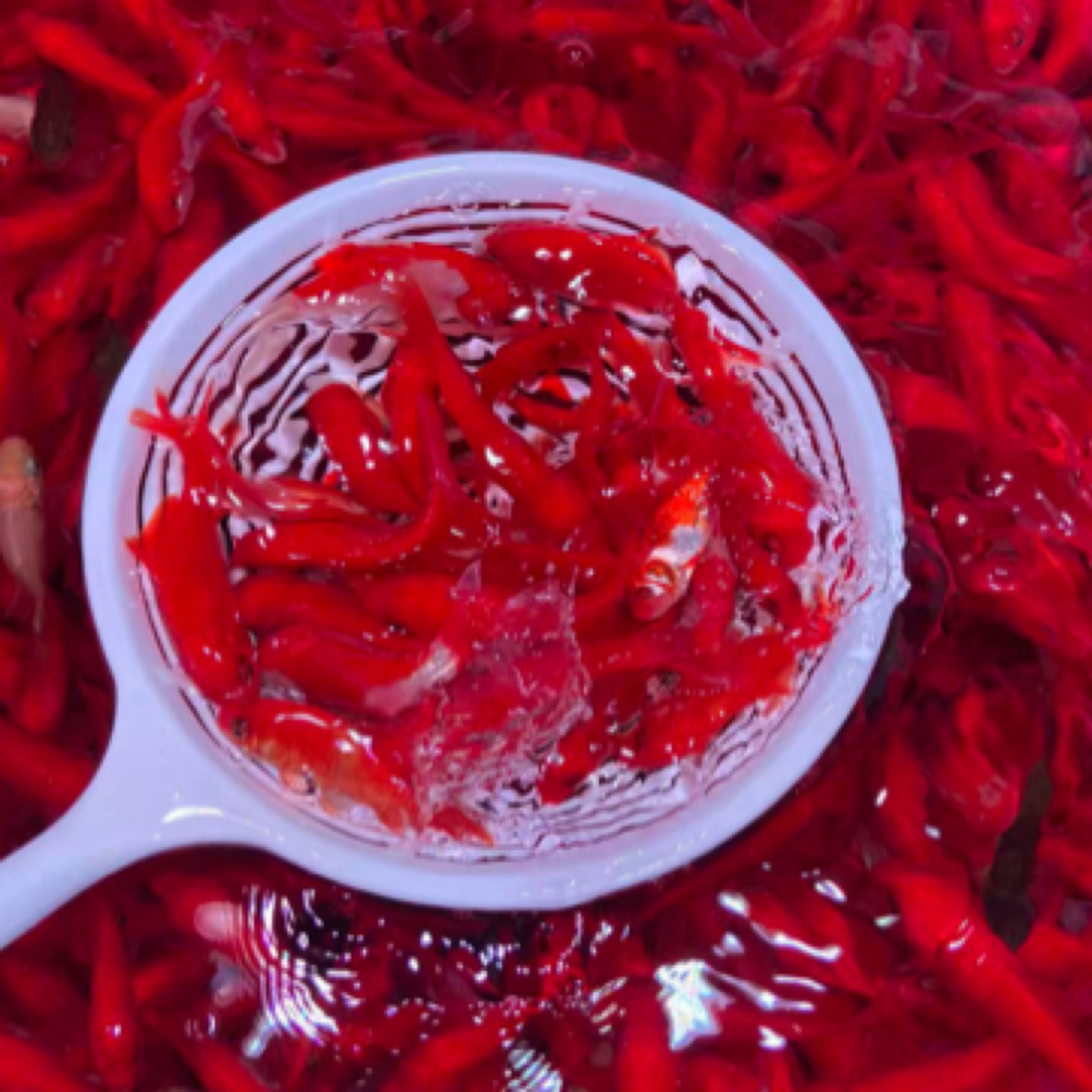 【加量版本】精品草金鱼5-7公分 45条好养全国包邮不指定颜色混搭