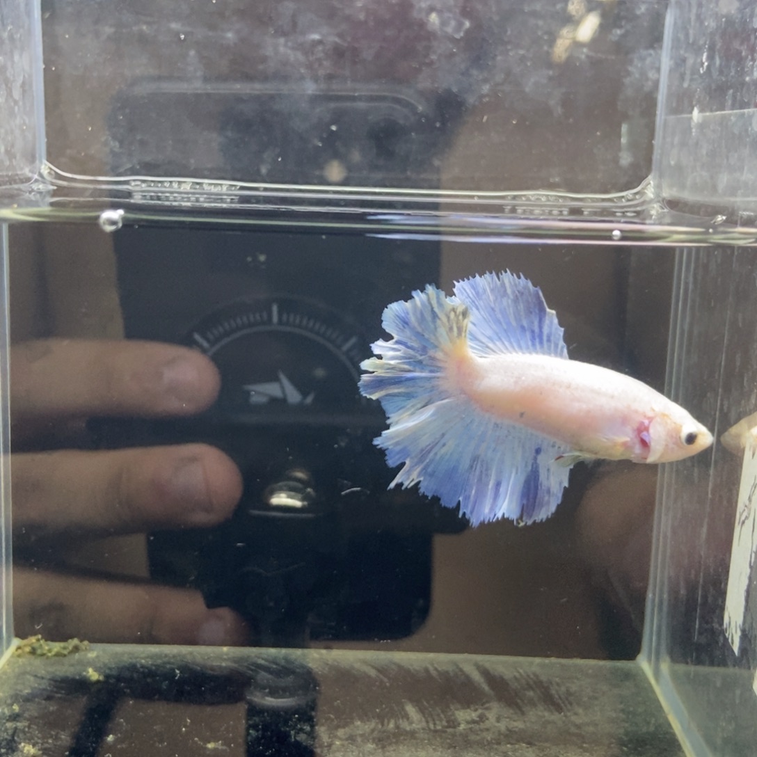 斗鱼包活不包损所见即所得297