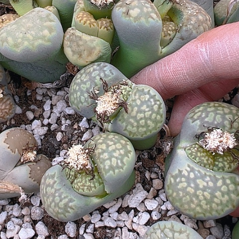 【闪购商品】25184