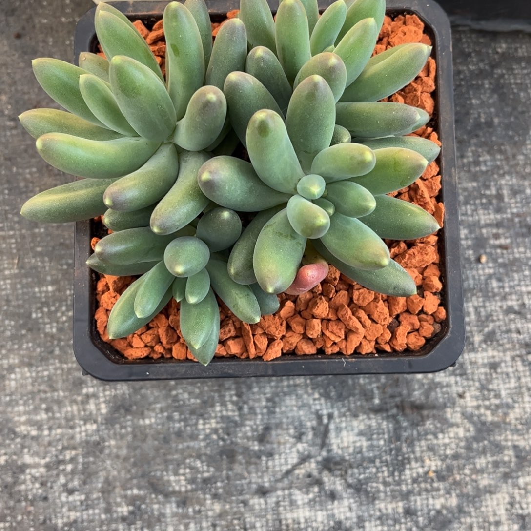 ****）蓝眼睛寄养一一姐。