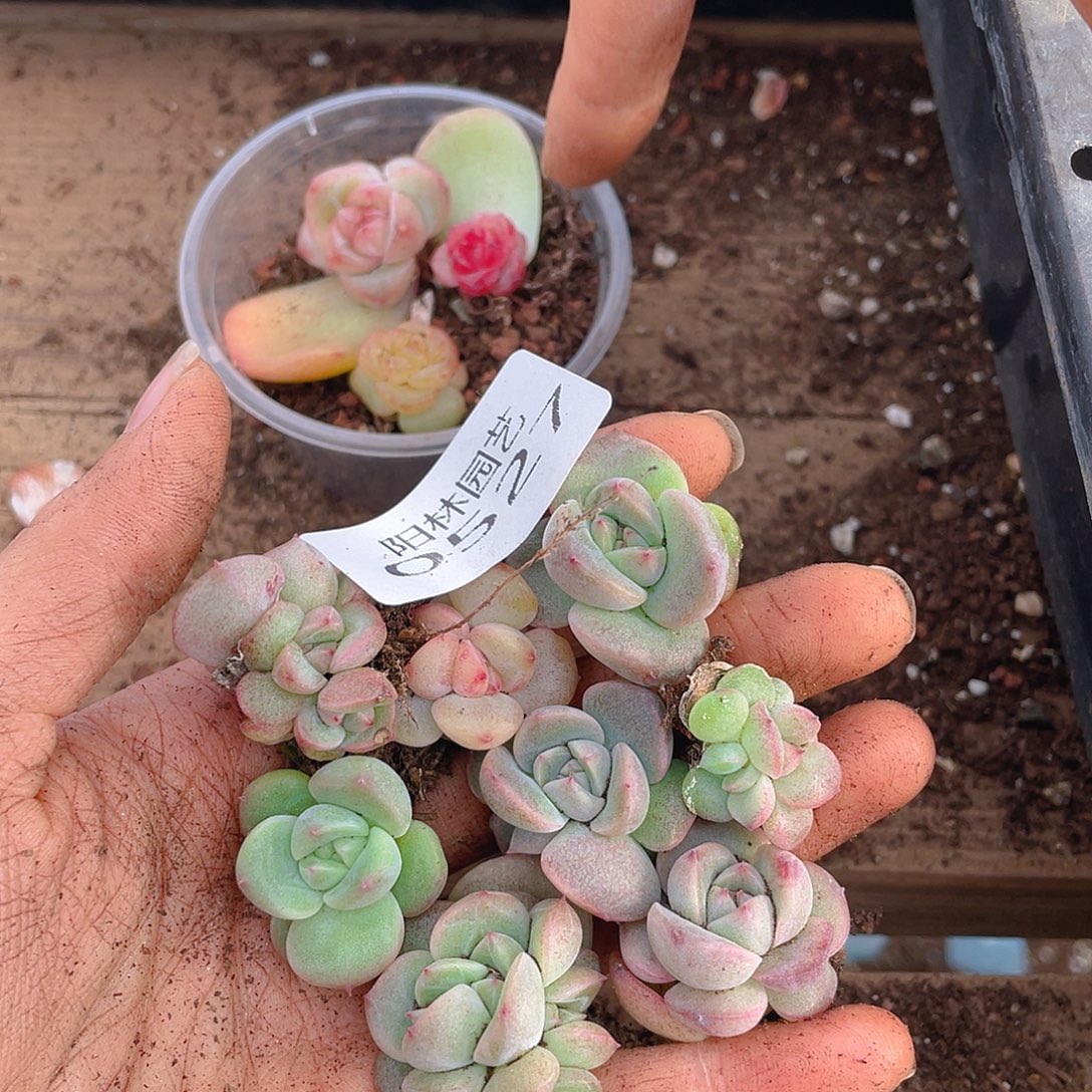 多肉植物多肉植物527