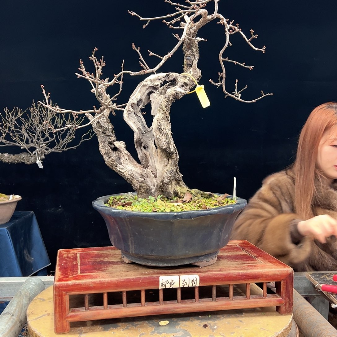 一***公无花朵杜鹃花的诗作