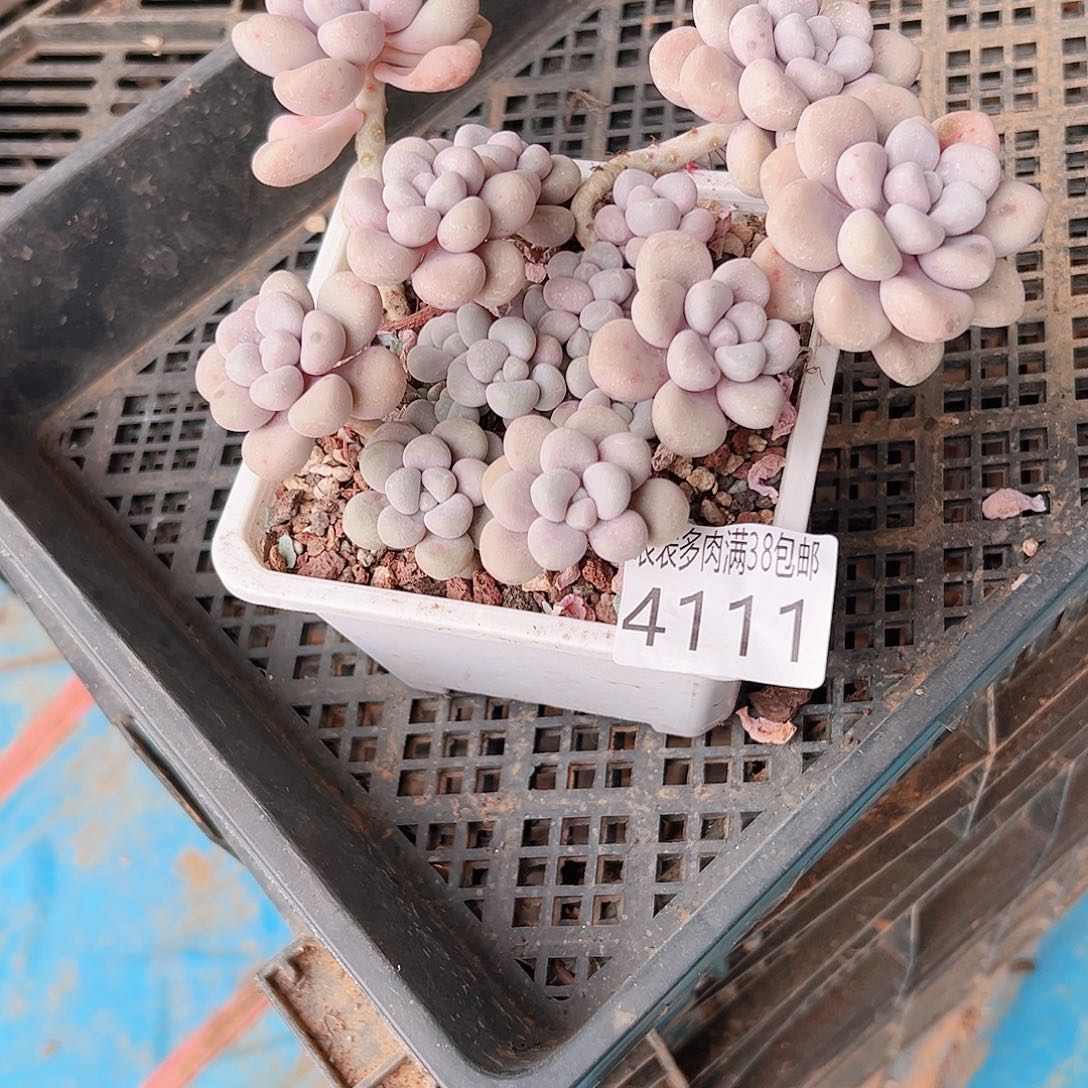 薰***草无花朵多肉一物一拍植物4111