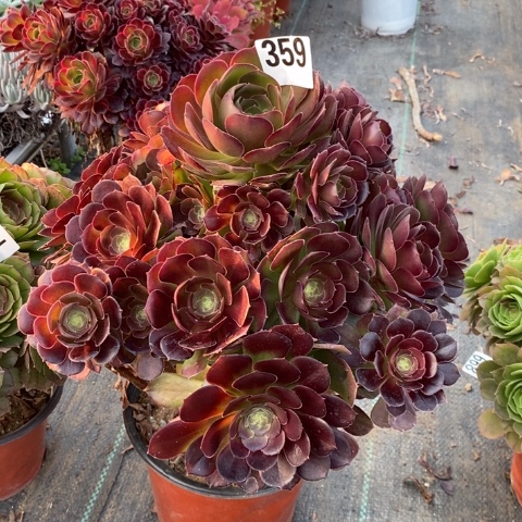 荷兰玫瑰多肉植物法师不包损