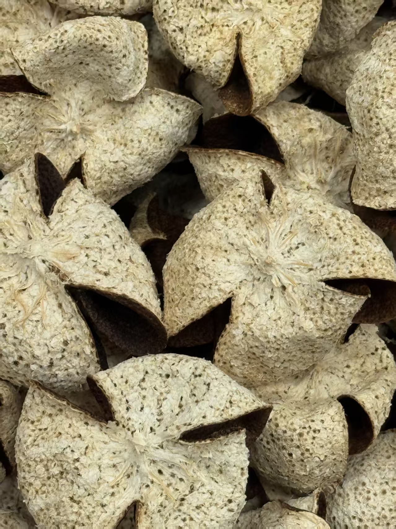 2021年新会东甲牛比围圈枝大红皮