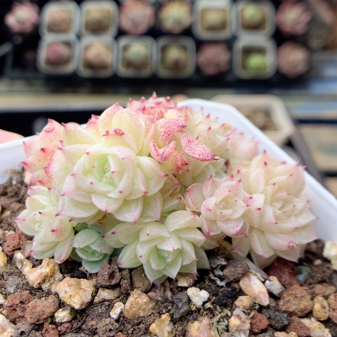 G37 ，20包邮两天凑单偏远不发货