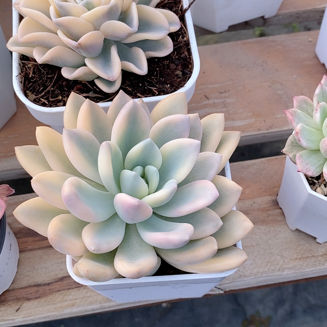 奥普琳娜锦多肉植物