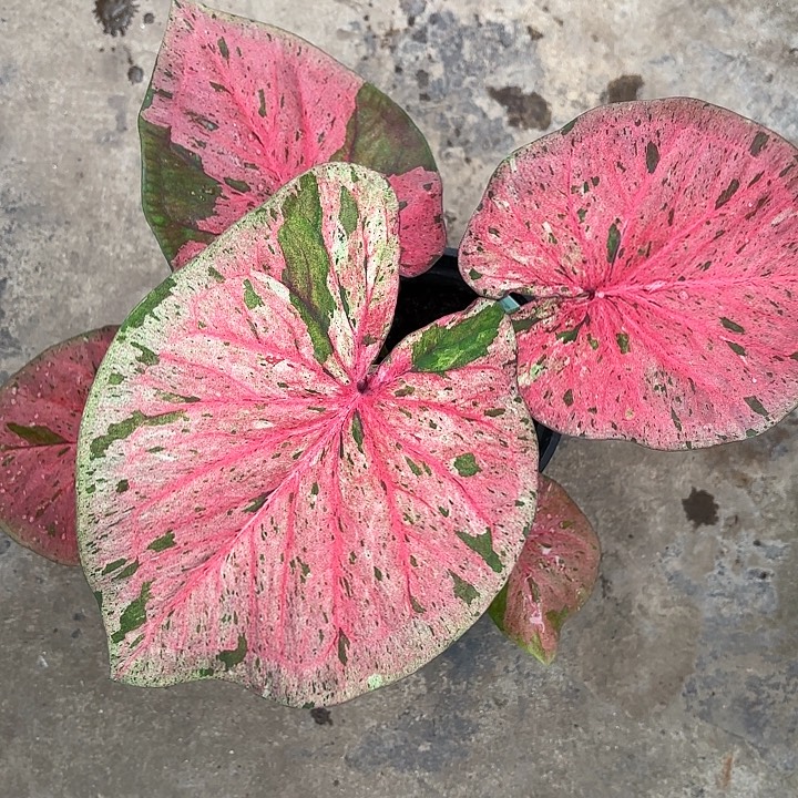 可***？79-1213粉毒福利广东现货