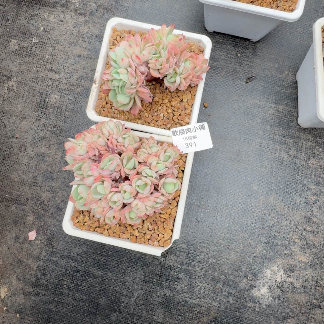 欣*多肉植物碧桃缀两颗391