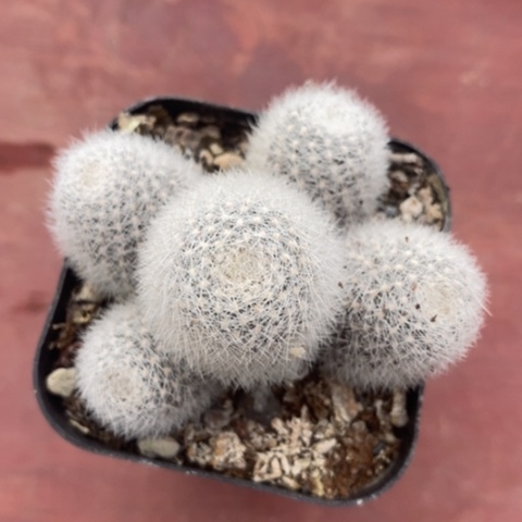 庆典群生6仙人球