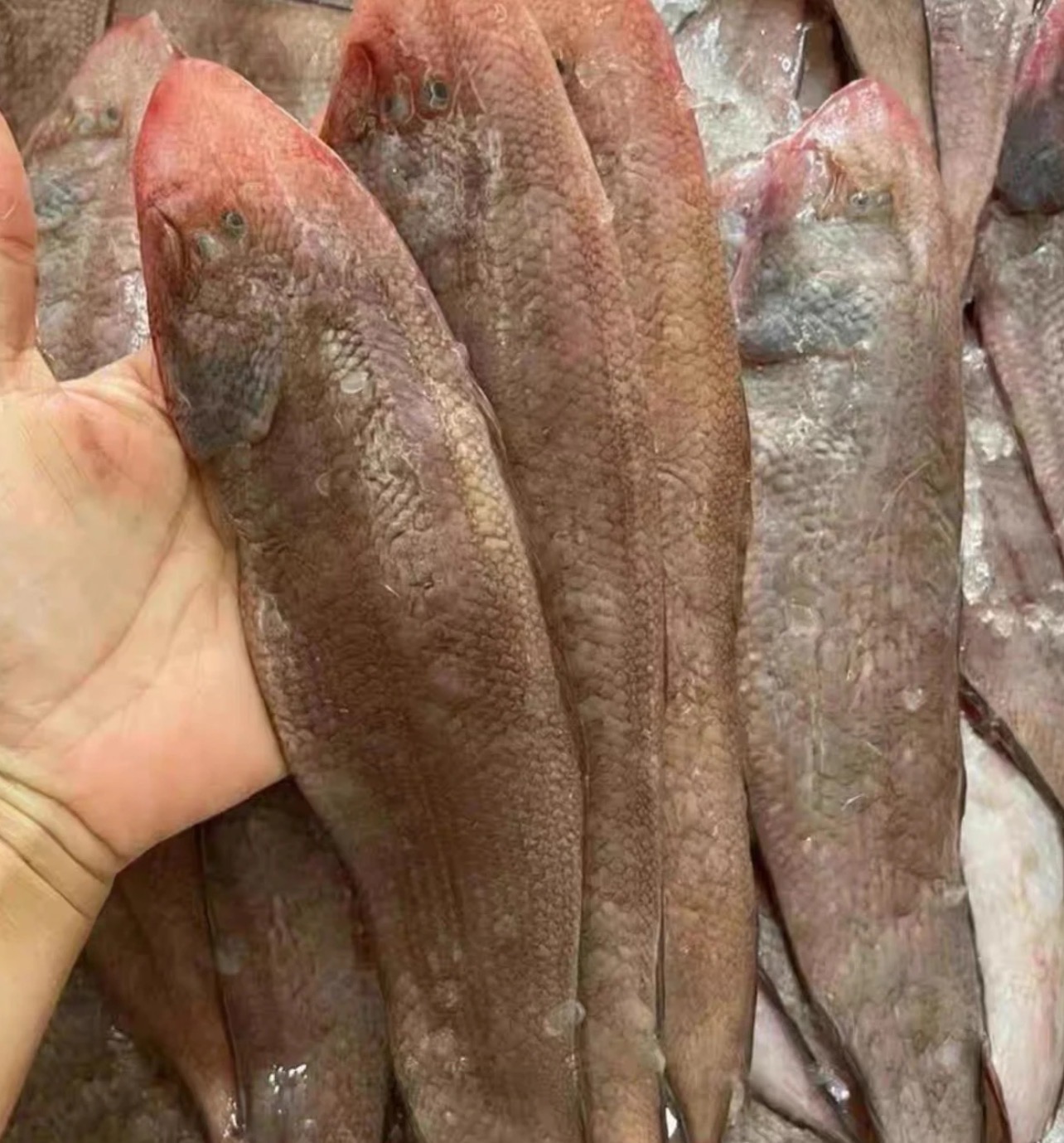 广东汕尾本港野生小龙利鱼 浅海 小龙舌鱼 野生海鱼