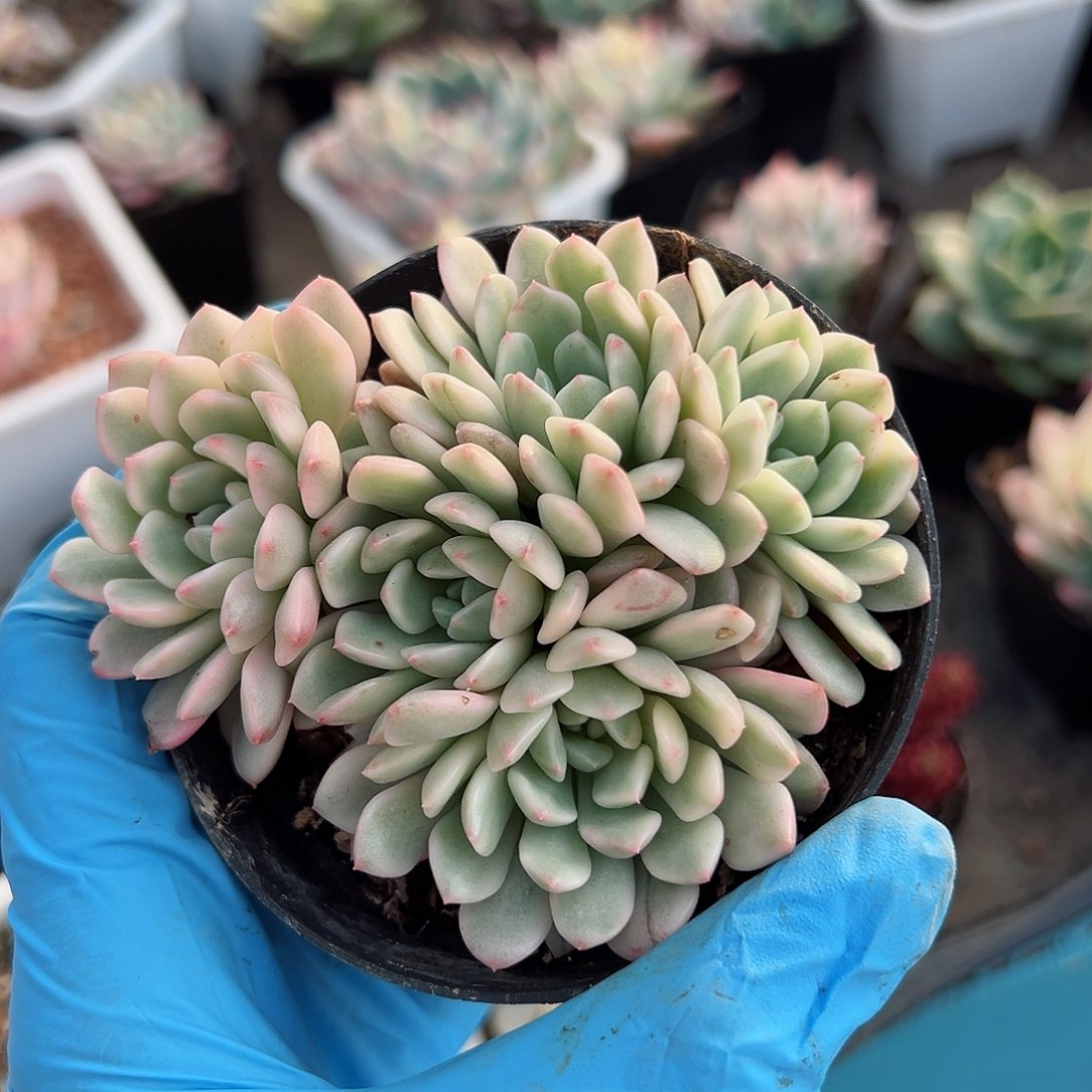 红宝石锦底座，带五个覆轮锦头