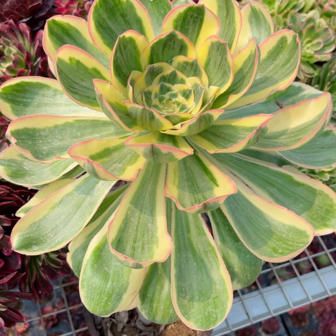 054燕姿锦多肉植物
