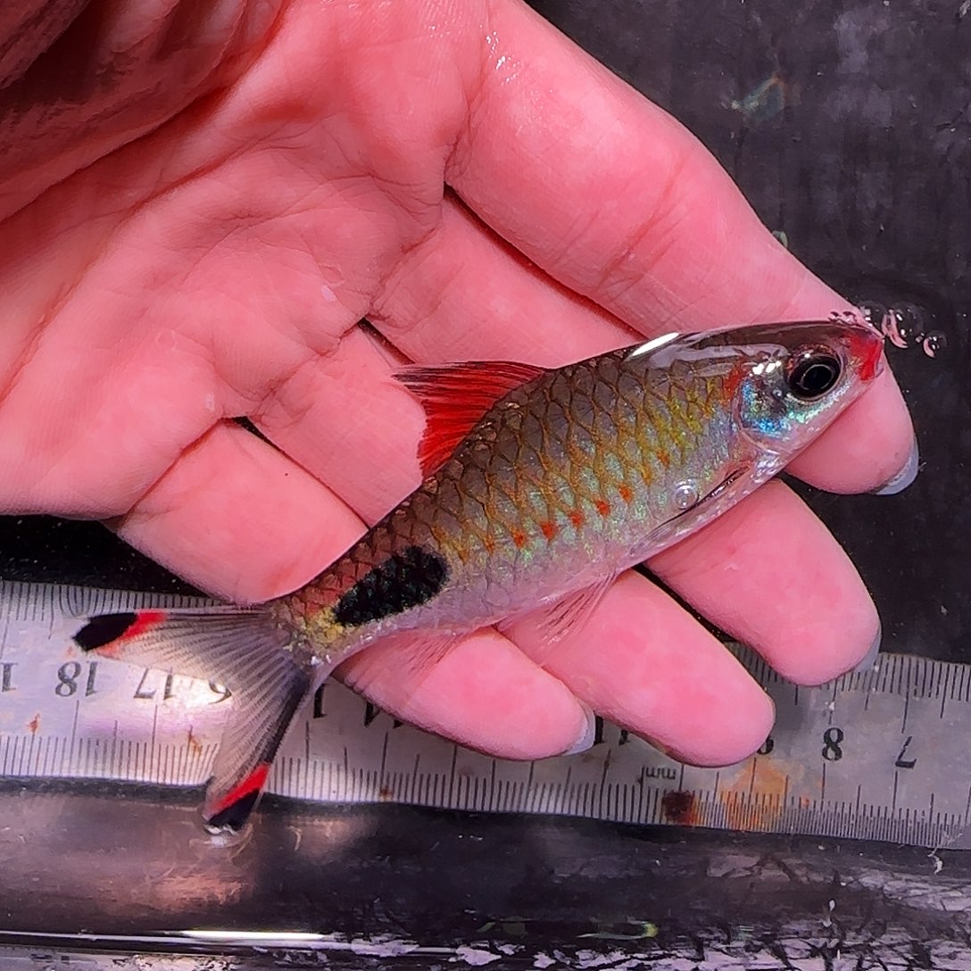 灯科鱼红线212121