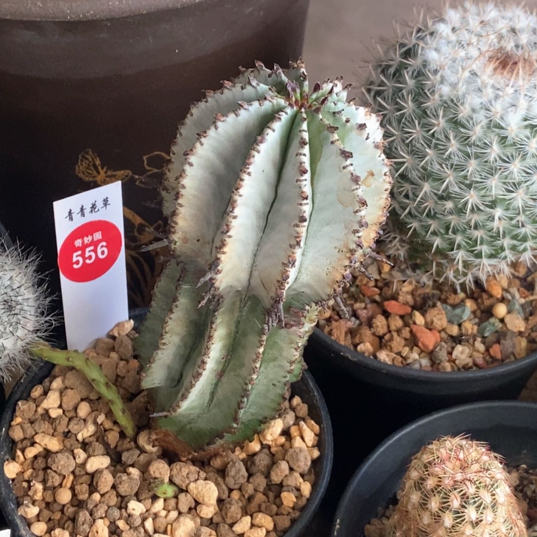 落雪魁伟玉5cm一棵仙人球