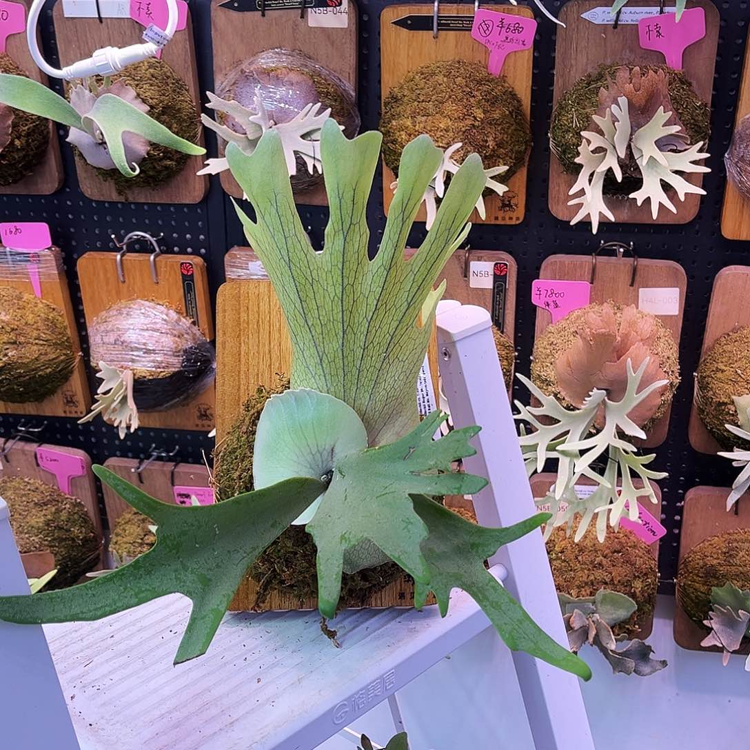 nook 黄波巴 鹿角蕨