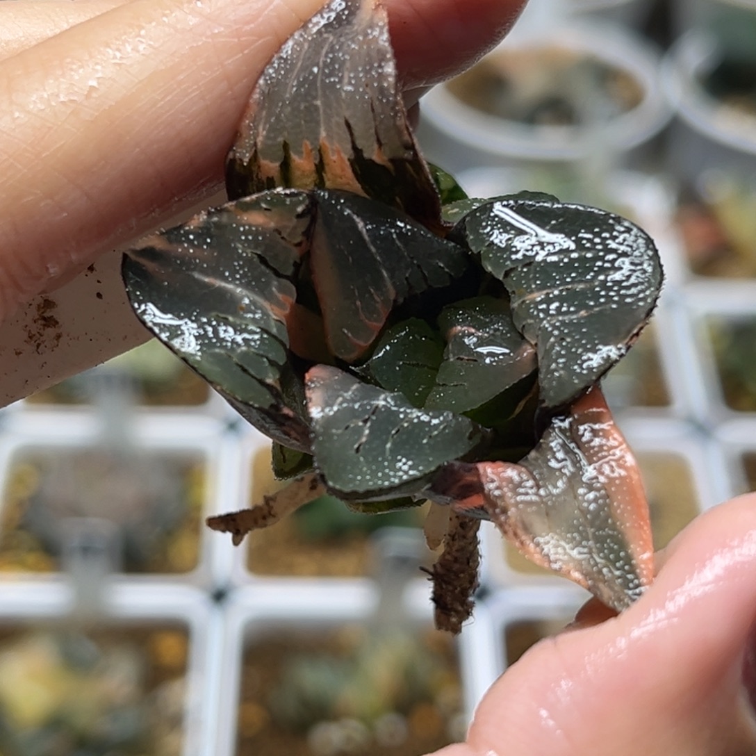 75丸叶克锦带仔脱土发福利专场