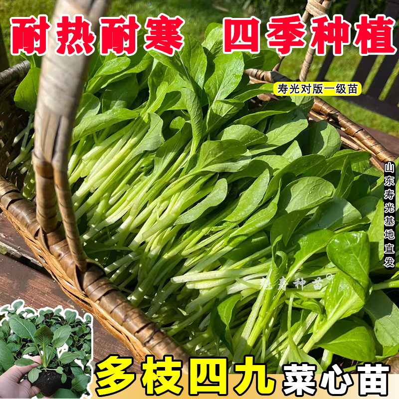 四季常绿菜心秧苗带土寿光四九甜脆菜心耐热油青农家青菜苔秋冬菜