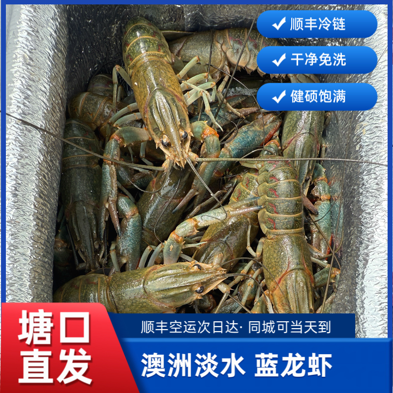 鲜活澳洲淡水蓝龙虾！顺丰空运！次日达！