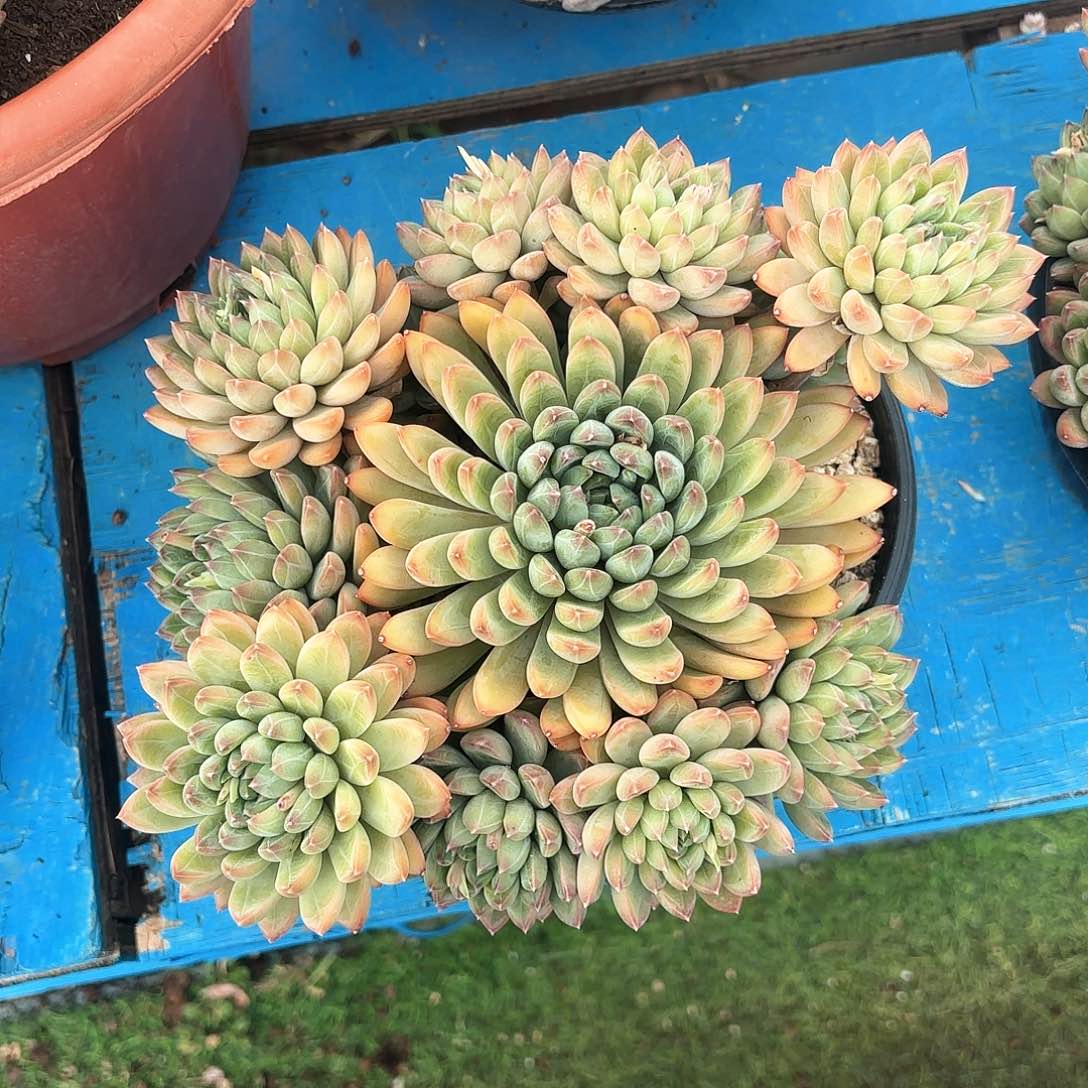 叠叶星际迷航多肉植物