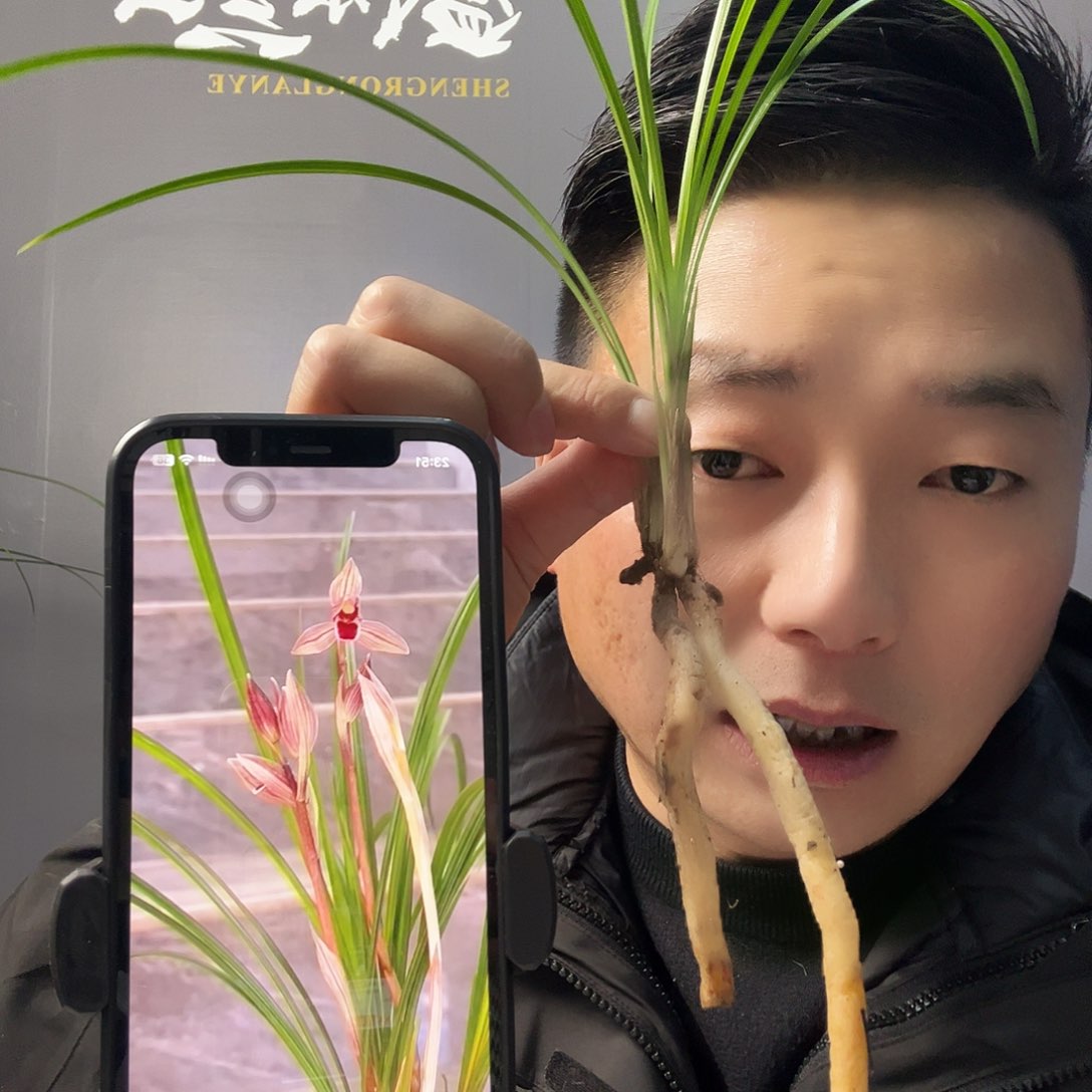 无花朵无花一心一意2苗