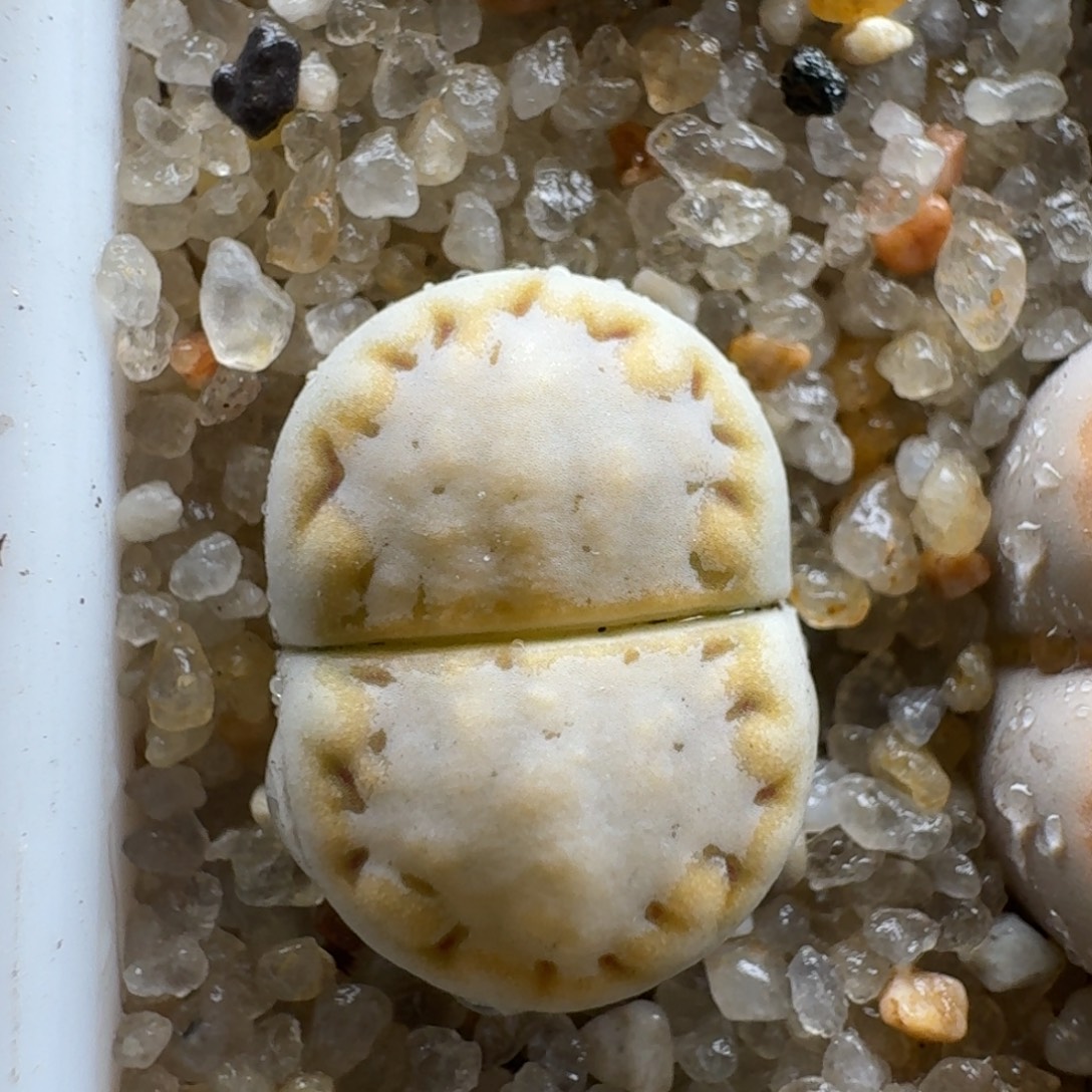 静***～1122-054黄绿饼干