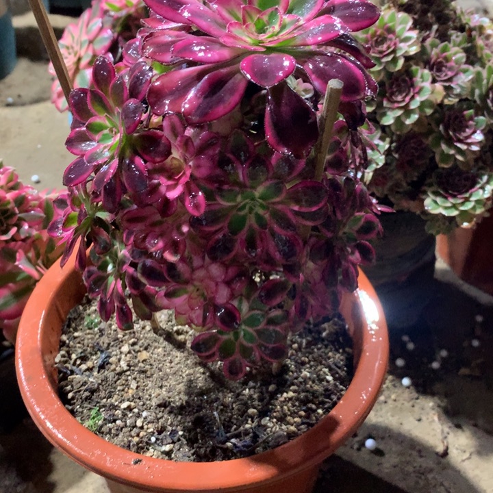 460冰淇淋多肉植物特价