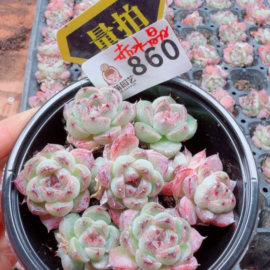 多肉植物多肉植物