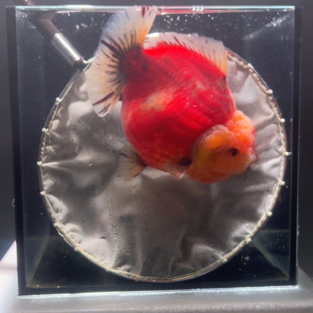 金鱼033。 999999999999999