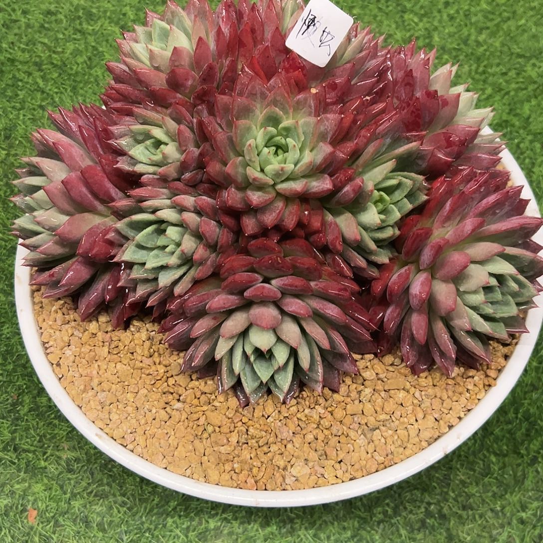 懒***2蜜桃仙子。                                            