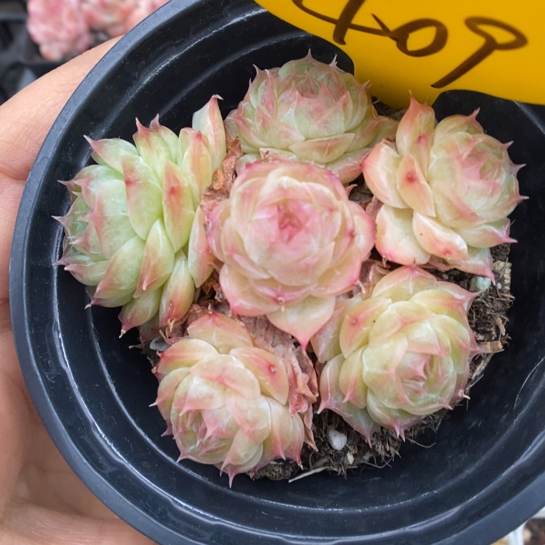 蔷薇珍妮捧花409号