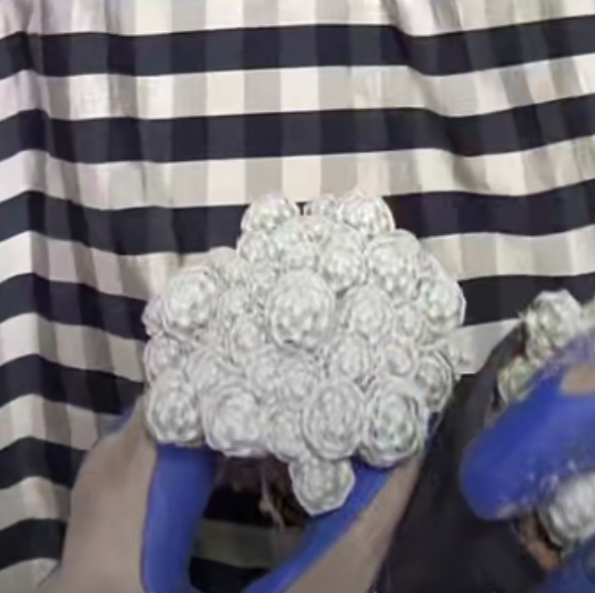 二妹园艺【 1颗  姬春星   侧芽自根 】仙人球默认脱土随机发货