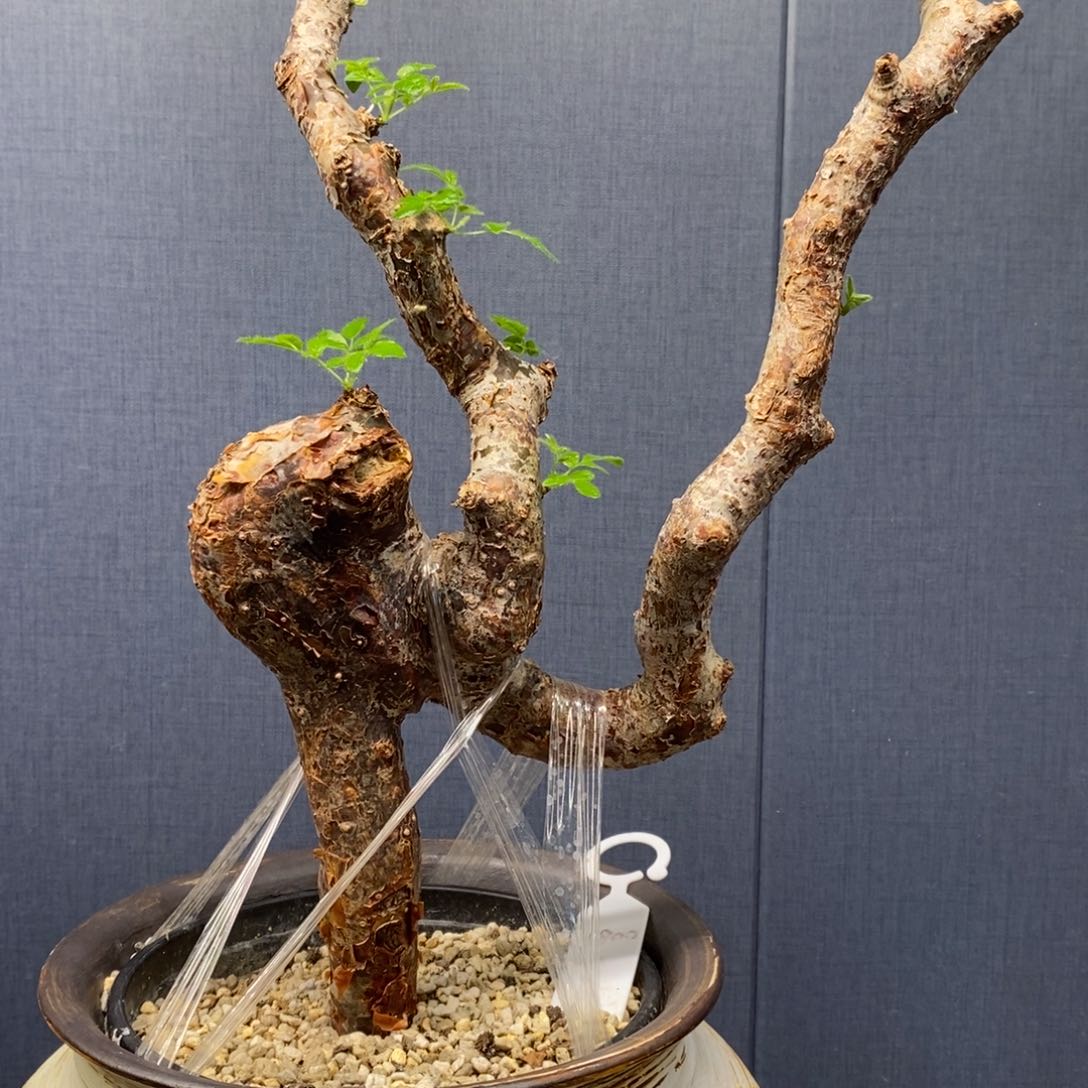 滔天橄榄产地熟桩