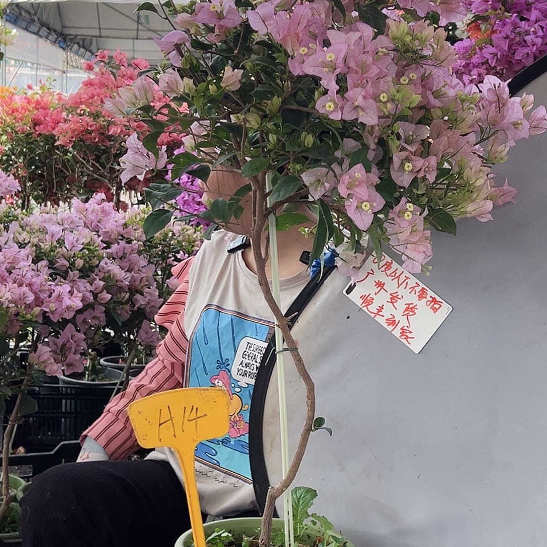 S***0大部分花苞少量开放H14丽娜