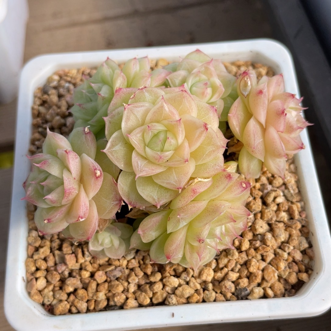 优选潘多拉女王多肉2654