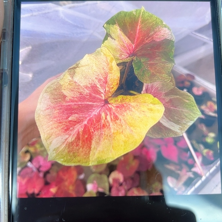 070-0210月亮光辉彩叶芋泰国发货多肉