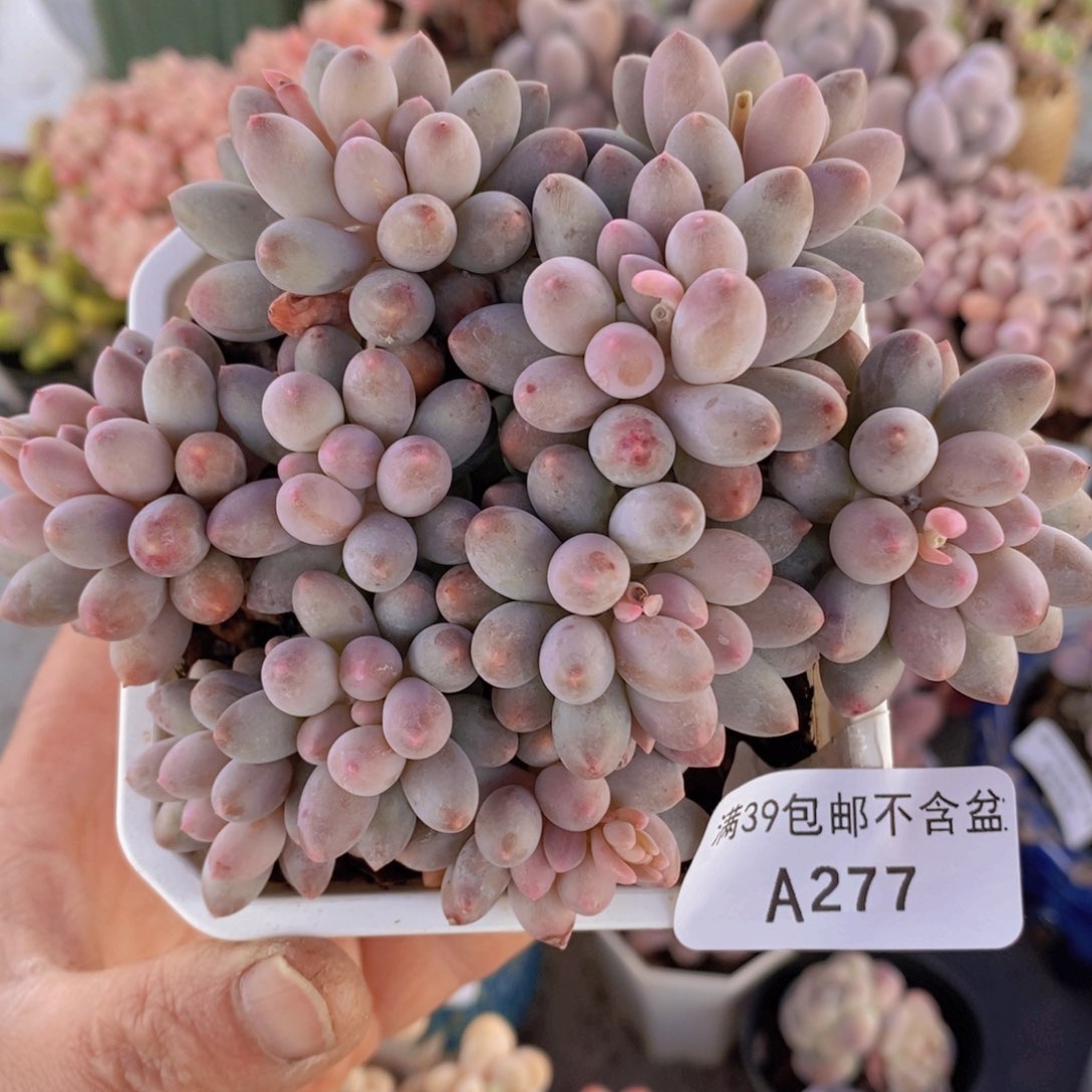 婴儿手指10cm277多肉植物