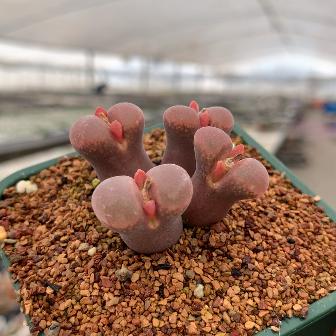 兜****✨大年份风铃福利母本一颗