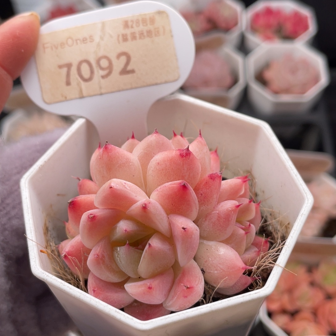 如梦令7092-5.0厘米