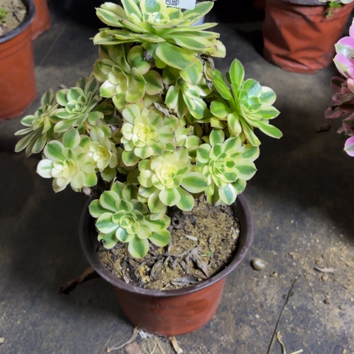 瑞妈，，，。。。。806。保时捷，