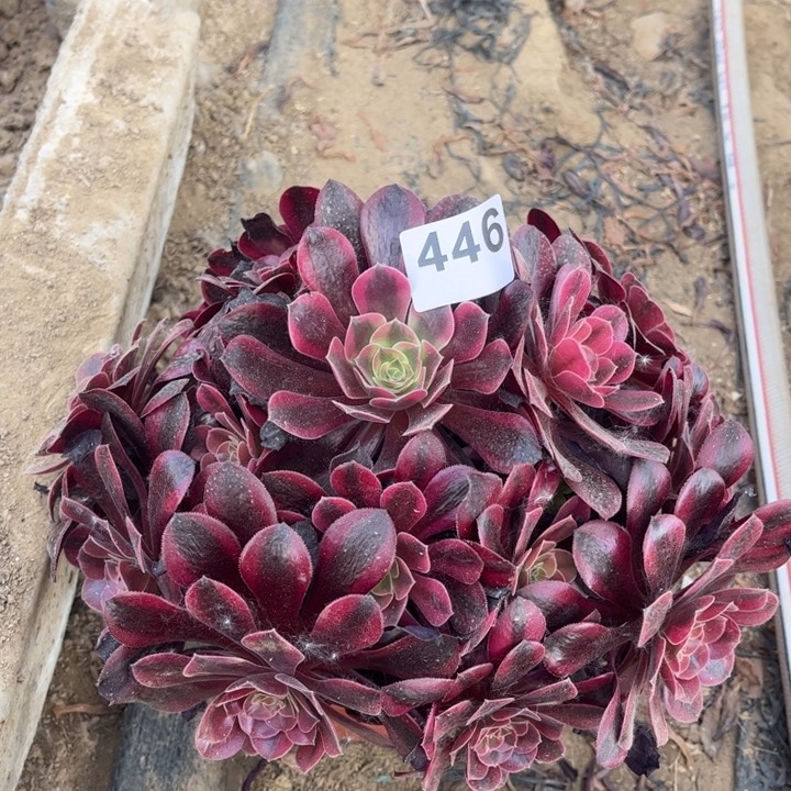 美杜莎446不包断枝