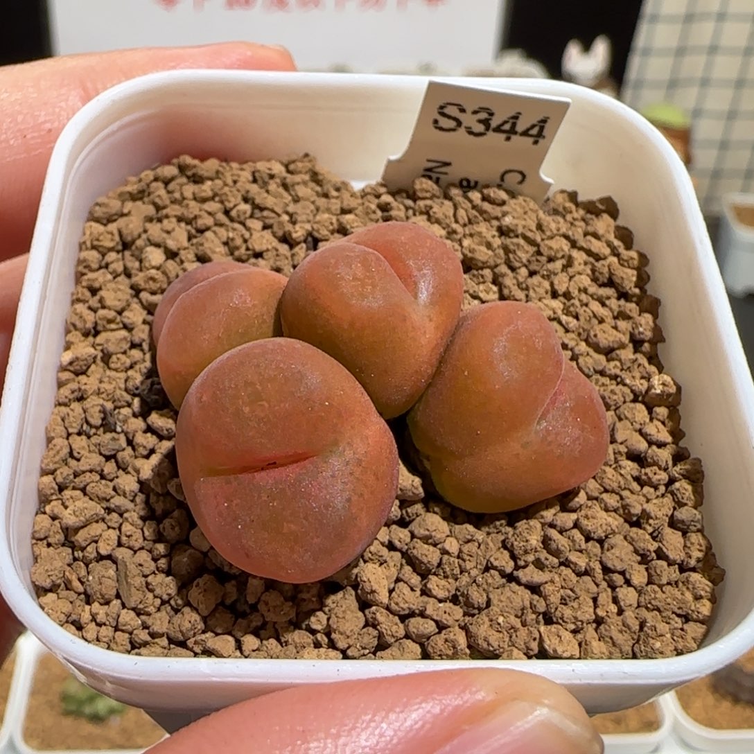 肉锥多肉植物组合-优选水蜜桃母本1186