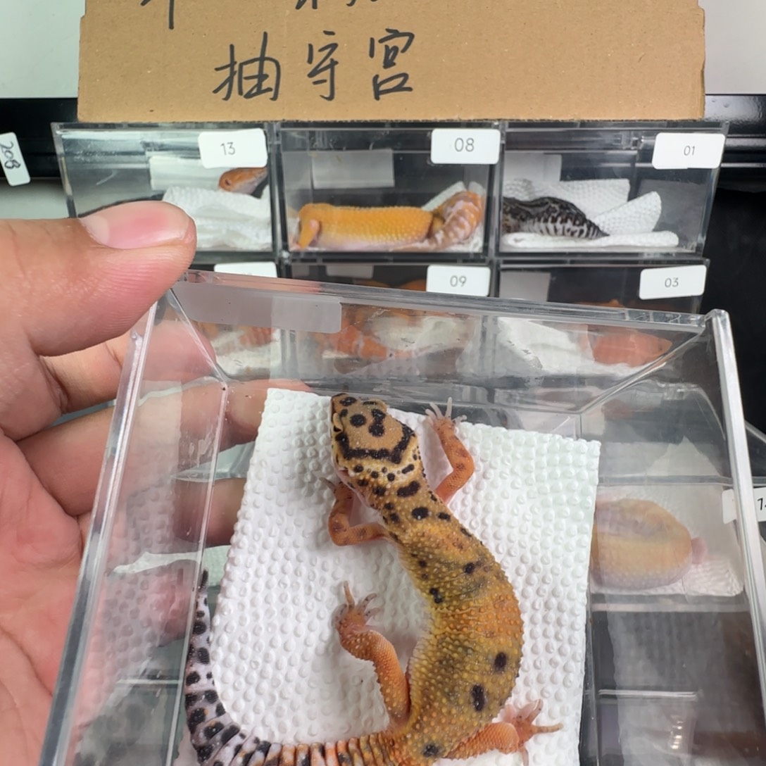 豹纹守宫巨人血翡翠