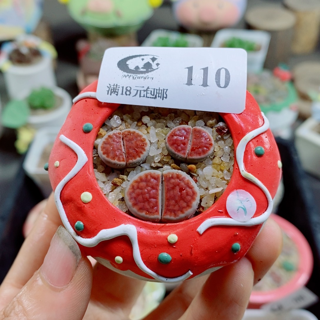 生石花花哈哈哈哈花花110