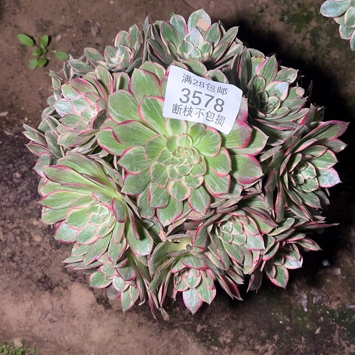 3578莲花座多肉植物